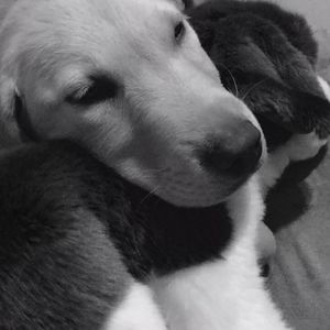 Meet your Posher, Sammy